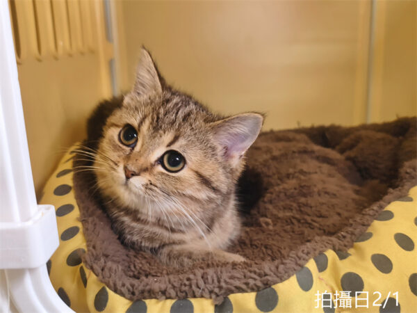 114年10月出生：《立耳美國短毛母貓》 (已被預訂)