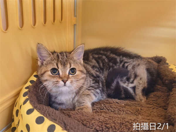 114年10月出生：《立耳美國短毛母貓》 (已被預訂)