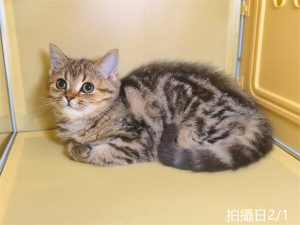 114年10月出生：《立耳美國短毛母貓》 (已被預訂)