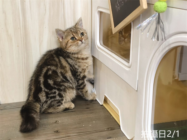 114年10月出生：《立耳美國短毛母貓》 (已被預訂)