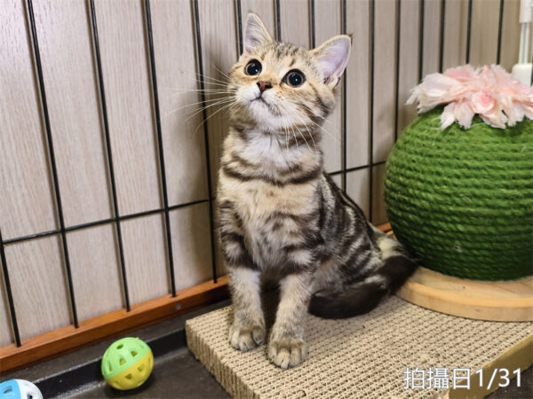 114年10月出生：《立耳美國短毛母貓》 (已售)