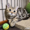 114年10月出生：《立耳美國短毛母貓》 (已售)