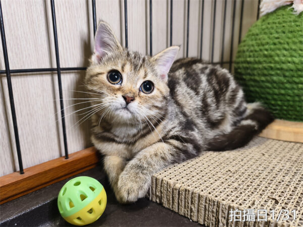 114年10月出生：《立耳美國短毛母貓》 (已售)