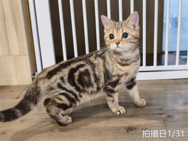 114年10月出生：《立耳美國短毛母貓》 (已售)