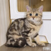 114年10月出生：《立耳美國短毛母貓》 (已售)