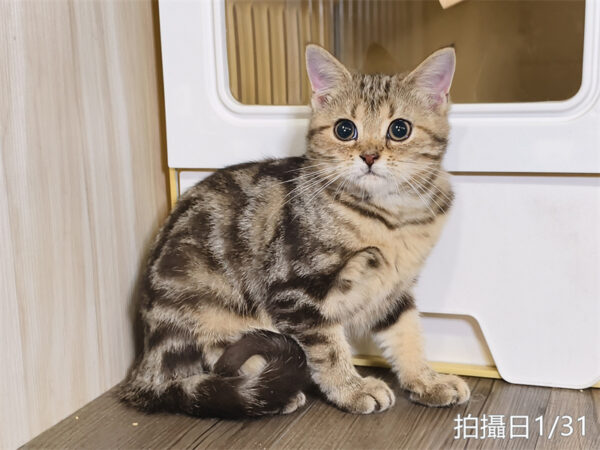 114年10月出生：《立耳美國短毛母貓》 (已售)
