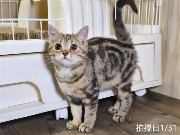 114年10月出生：《立耳美國短毛母貓》 (已售)