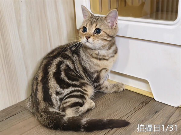 114年10月出生：《立耳美國短毛母貓》 (已售)