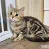 114年10月出生：《立耳美國短毛母貓》 (已售)