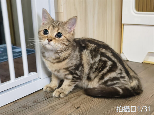 114年10月出生：《立耳美國短毛母貓》 (已售)