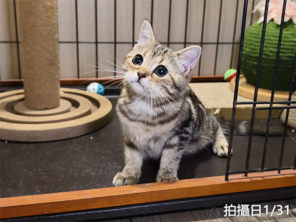 114年10月出生：《立耳美國短毛母貓》 (已售)