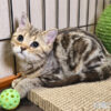 114年10月出生：《立耳美國短毛母貓》 (已售)