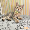114年10月出生：《立耳美國短毛公貓》 (已售)