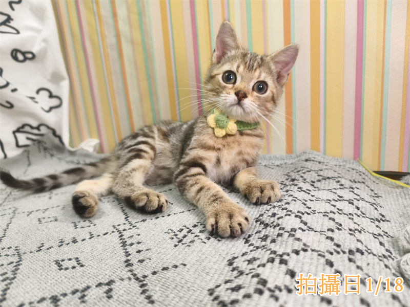 114年10月出生：《立耳美國短毛公貓》 (已售)