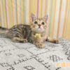114年10月出生：《立耳美國短毛公貓》 (已售)
