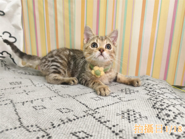 114年10月出生：《立耳美國短毛公貓》 (已售)