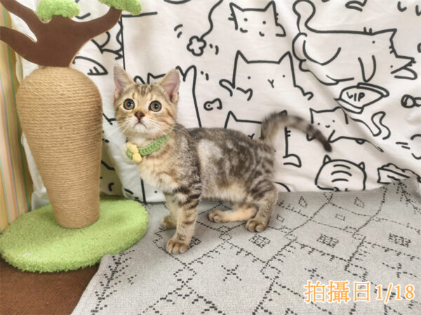 114年10月出生：《立耳美國短毛公貓》 (已售)