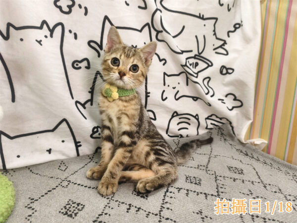 114年10月出生：《立耳美國短毛公貓》 (已售)