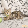 114年10月出生：《立耳美國短毛公貓》 (已售)