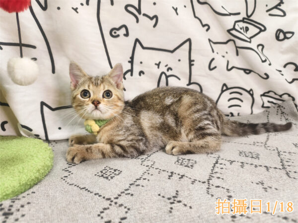 114年10月出生：《立耳美國短毛公貓》 (已售)