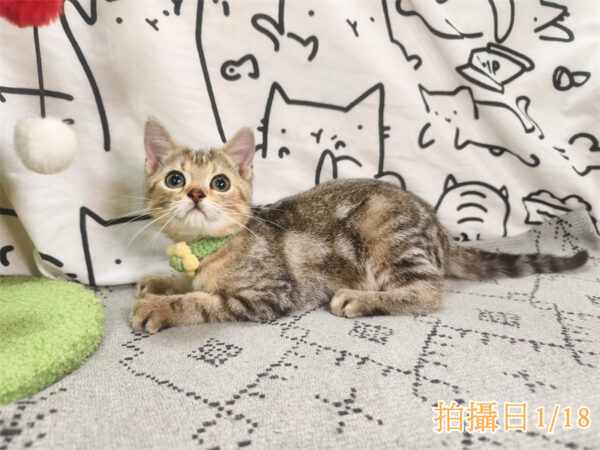 114年10月出生：《立耳美國短毛公貓》 (已售)