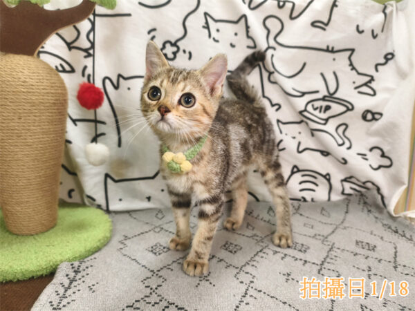 114年10月出生：《立耳美國短毛公貓》 (已售)