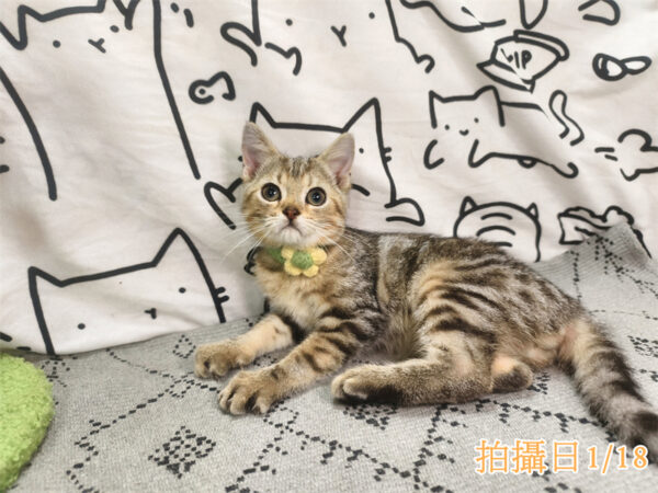 114年10月出生：《立耳美國短毛公貓》 (已售)