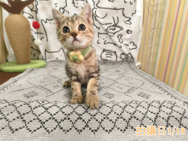 114年10月出生：《立耳美國短毛公貓》 (已售)