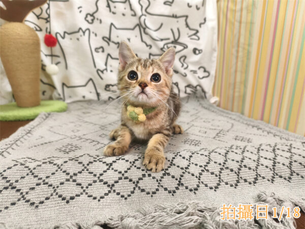 114年10月出生：《立耳美國短毛公貓》 (已售)