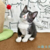 114年12月出生：《立耳英國短毛母貓》 (已售)