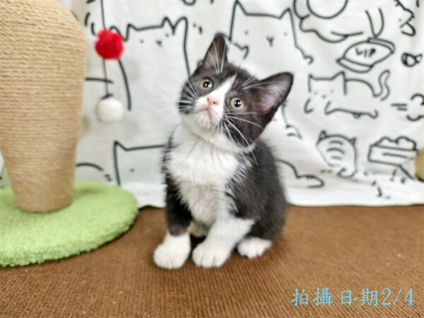 114年12月出生：《立耳英國短毛母貓》 (已售)