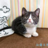 114年12月出生：《立耳英國短毛母貓》 (已售)