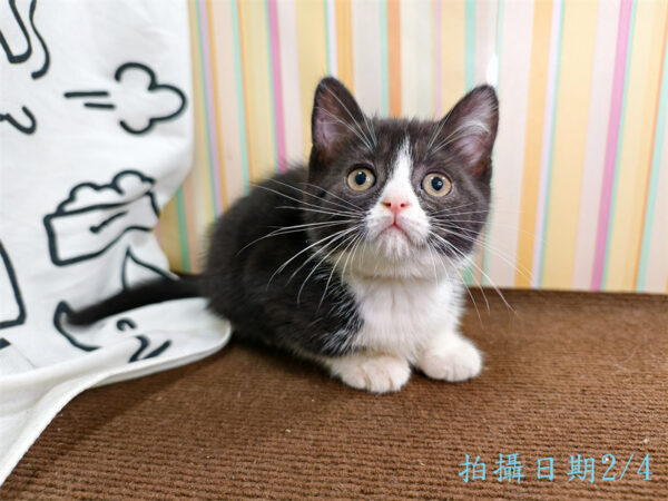 114年12月出生：《立耳英國短毛母貓》 (已售)