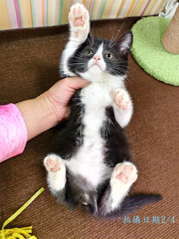 114年12月出生：《立耳英國短毛母貓》 (已售)