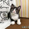 114年12月出生：《立耳英國短毛母貓》 (已售)