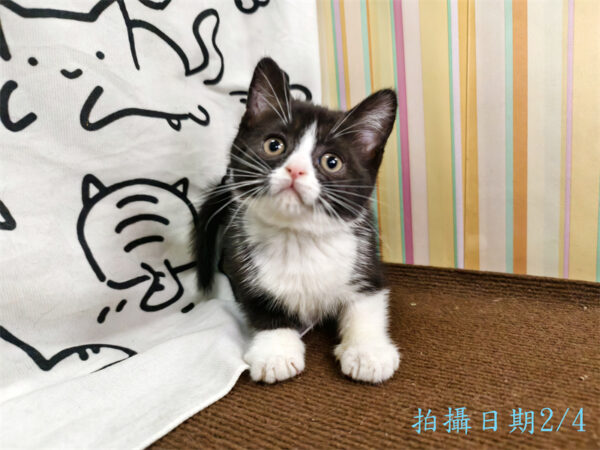 114年12月出生：《立耳英國短毛母貓》 (已售)