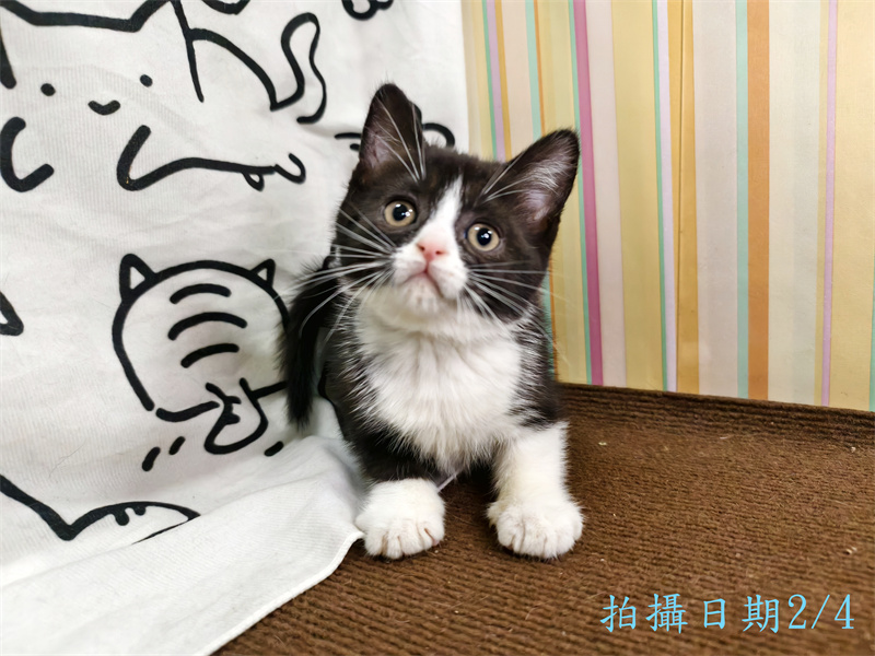114年12月出生：《立耳英國短毛母貓》 (已售)