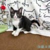 114年12月出生：《立耳英國短毛母貓》 (已售)