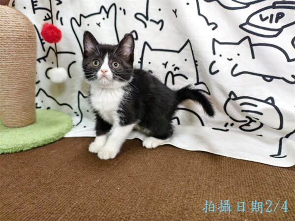 114年12月出生：《立耳英國短毛母貓》 (已售)