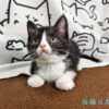 114年12月出生：《立耳英國短毛母貓》 (已售)