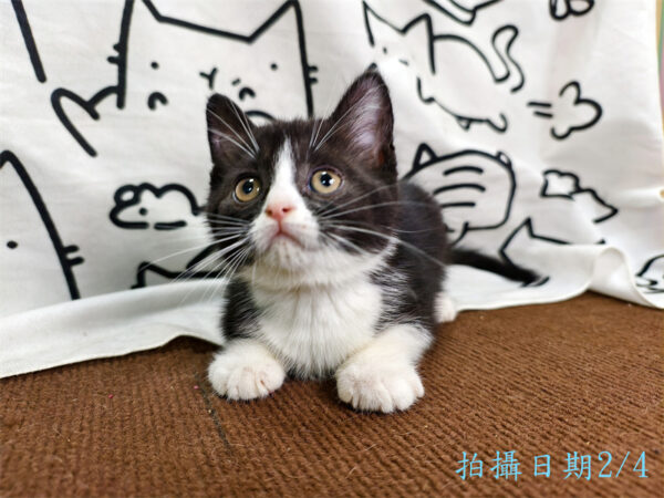 114年12月出生：《立耳英國短毛母貓》 (已售)