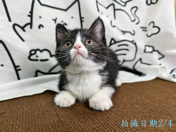 114年12月出生：《立耳英國短毛母貓》 (已售)