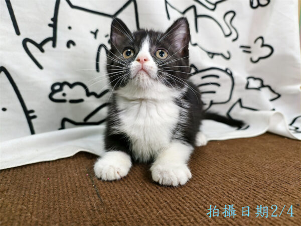 114年12月出生：《立耳英國短毛母貓》 (已售)