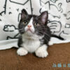 114年12月出生：《立耳英國短毛母貓》 (已售)