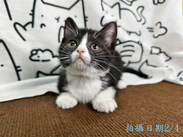 114年12月出生：《立耳英國短毛母貓》 (已售)