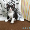 114年12月出生：《立耳英國短毛母貓》 (已售)