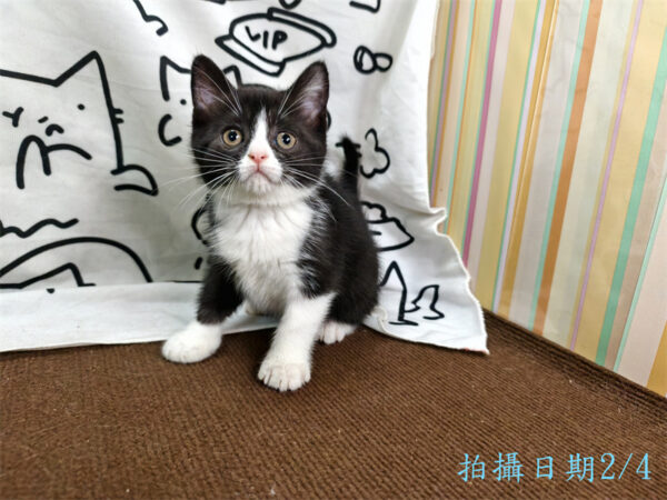 114年12月出生：《立耳英國短毛母貓》 (已售)