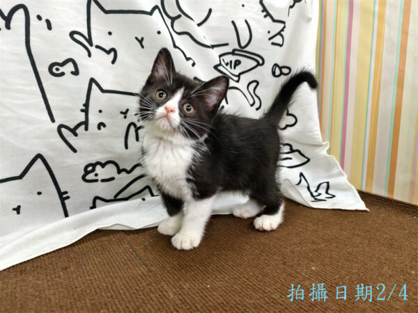 114年12月出生：《立耳英國短毛母貓》 (已售)