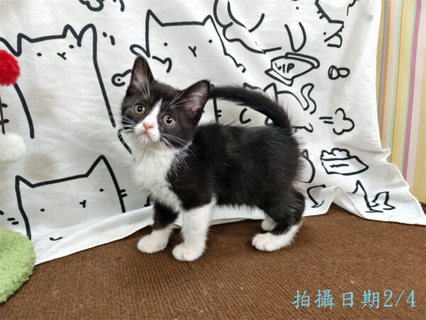 114年12月出生：《立耳英國短毛母貓》 (已售)