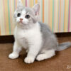 114年12月出生：《立耳英國短毛公貓》 (已售)